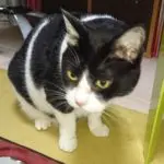 猫（トムキャット）