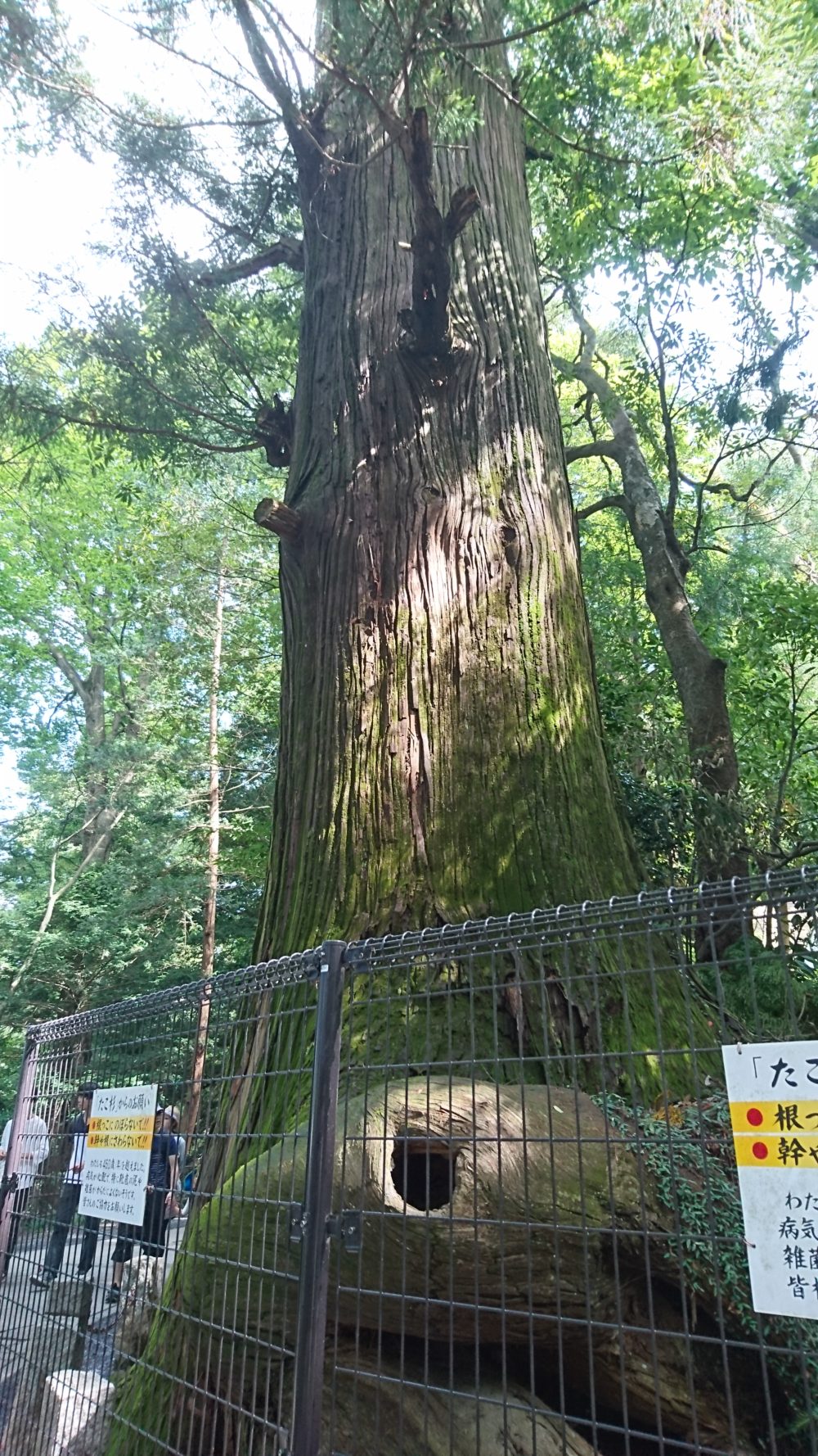 高尾山蛸杉